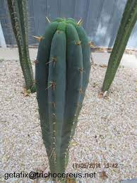 While starting this columnar cactus from seed requires little work, you can produce a the best method for cloning is to take a cutting of a san pedro cactus and provide it with ideal root growth conditions. Pin On Cactus Jerk Flower Hybrids Trichocereus