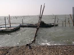 港口前蚵田 漲潮時 蚵棚的架設地點應取在退潮時能成潮間帶 並含有適量腐植質的砂黏土海灘 退潮能露出水面