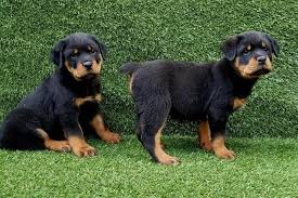 We offer rottweiler puppies for sale as either an import rottweiler puppy or one that we have bred. Pennysaver Stunning Male And Female Rottweiler Puppies For Sale In Santa Clara California Usa