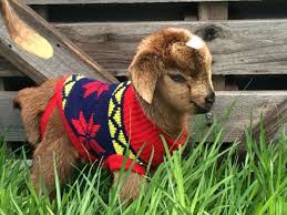 72 Tiny Animals In Tiny Sweaters That Will Make You Go Aww Bored Panda
