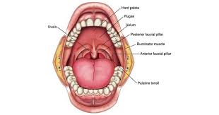 Image result for tonsilla palatina