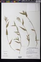 Image result for Urochloa reptans