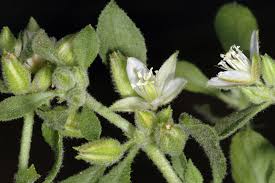 Image result for Glinus lotoides