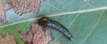 A relatively new insect killer, it can be applied to a large number of ornamental and garden plants. Pear And Cherry Slug Sustainable Gardening Australia