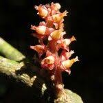 Image result for Maesobotrya