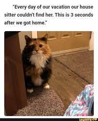 Every Day Of Our Vacation Our House Sitter Couldn T Find Her This Is 3 Seconds After We Got Home Cute Animals Funny Animal Pictures Funny Animals