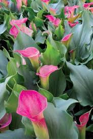 Deep (30 cm) planting basket. Potted Calla Lilies Everything You Need To Know Greenhouse Grower