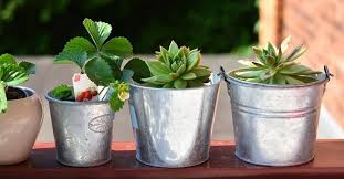 The following 25 beautiful flowers are popular and easy plants to consider for your balcony container garden. Here Are The Top 10 Best Plants For Sunny Balcony Www Balconyguide Com