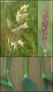 Image result for Holcus