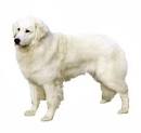 Kuvasz Dog Breed Profile | Petfinder