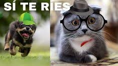Ver más ideas sobre animales, mascotas, humor divertido sobre animales. 29 Ideas De Videos Chistosos Videos Chistosos Gifs Risa Chistoso