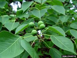 The tree has no pest or disease problems. Arkansas Invasive Pests Invasive Plants
