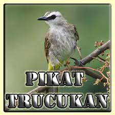 Trucukan atau sering disebut burung trucuk memiliki suara kicauan yang tidak kalah merdu dengan suara burung cucak rowo. Kicau Pikat Burung Trucukan Apk Download Apkpure Live
