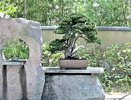 Kultivierung von bonsaibäumen, präsentation von suiseki und rollenbildern und pflege. Bonsai Baum Geschichte Arten Pflege Tipps