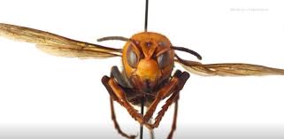 Larger nests might take 2 or 3 applications. First Ever Murder Hornet Nest Found In The Us