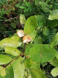 Image result for Paropsia