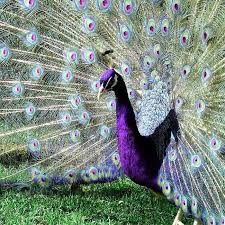 My birds last year had a 6 foot tall by 10 foot wide tail. Fertile Peafowl Eggs For Sale Check Out Get More Information