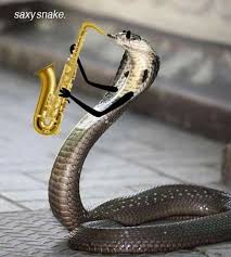 Pin By Black Swan On Memes Fb Snake Photos Snake Meme Cute Snake