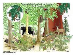 Check spelling or type a new query. Deciduous Forest Animals List Shefalitayal
