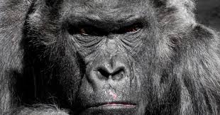 Maybe you would like to learn more about one of these? Today S Lesson Never Give A Monkey The Finger Psychology Today