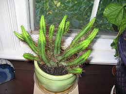Image result for Euphorbia griseola