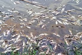 Fish worth Rs 5 million die in 'poisoned pond' - The Himalayan Times - Nepal's No.1 English Daily Newspaper | Nepal News, Latest Politics, Business, World, Sports, Entertainment, Travel, Life Style News