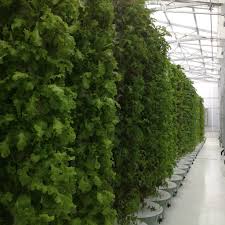 We call this phenomenon spitting on the roots. True Aeroponics