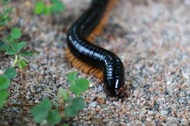 Millipedes are detritivores and slow moving. The Pros And Cons Of Millipedes Millipede Control Jody Millard Pest Control