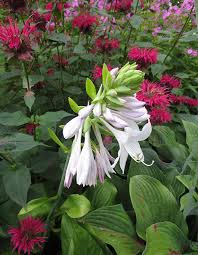 The top countries of supplier is china. Expert Advice 8 Pretty Flowers That Are A Snap To Grow House Home