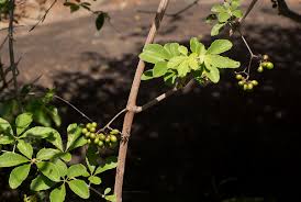 Image result for Ampelocissus obtusata