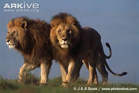 Two African Lions Africana Animais Leao