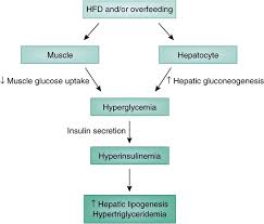 Image result for Insulin