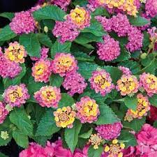 Petite Rose Lantana Lantana Lantana Plant Spring Hill Nursery