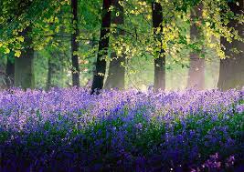 Check spelling or type a new query. Hd Wallpaper England In May Lavender Field Nature Wood Trees Lights Flowers Wallpaper Flare