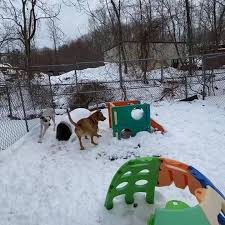 Dog walker in broughty ferry, dundee city, united kingdom. Pin On Doggie Daycare