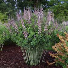 I already have a hydrangea serrata 'bluebird', an hydrangea paniculata grandiflora and an is it really full shade or does it get some sun? Photo Essay Extremely Drought Tolerant Perennials Perennial Resource