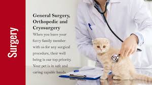 Emergency & specialty veterinary care for dogs & cats in little rock. Animal Clinic Vet Clinic Pet Clinic Vet Clinic Little Rock Belleview Ar