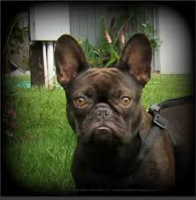French bulldog puppies in oregon. Puppies For Sale French Bulldog French Bulldogs F Category In Drain Oregon