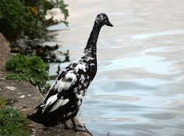 Black And White Domestic Duck Species Indian Runner Duck Duck Breeds Geese Breeds Runner Ducks