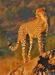Cheetahs Of The Kruger National Park These Are The Least Common Of The Kruger S Big Cats In 20 Years Cheetah Pictures Wild Animals Pictures Cheetah Photos