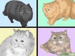 She will be sleeping in the sun when she suddenly explodes, running around the room discover what it's like to live with an american shorthair cat breed by learning about its history, personality and physical characteristics. 3 Ways To Identify A Persian Cat Wikihow