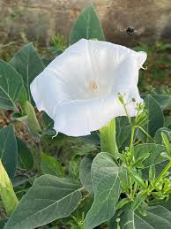 Image result for Datura inoxia
