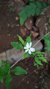 Image result for Ornithogalum seineri