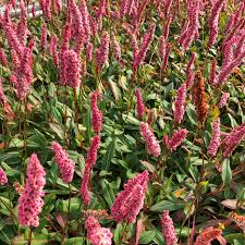 Image result for Persicaria