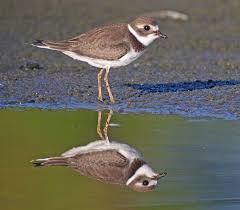 Semipalmated Plover Charadrius Semipalmatus Bird Species Bird Sightings Reflection Photos