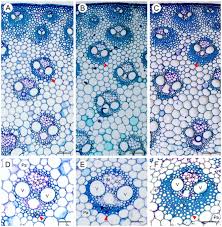 The composition of the plant cell wall differentiates it from the cell walls of other. Transcriptome Analysis Of Genes Involved In Secondary Cell Wall Biosynthesis In Developing Internodes Of Miscanthus Lutarioriparius Scientific Reports