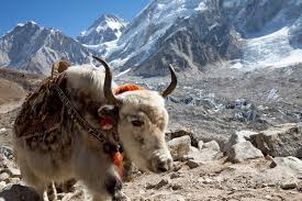 Yaks are heavily built animals with a bulky frame, sturdy legs, rounded cloven hooves, and extremely dense, long fur that hangs down lower than the belly. Himalayas Animal Life Britannica