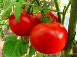 лучшие сорта томатов для теплиц из поликарбоната в беларуси Luchshie Sorta Tomatov Dlya Belarusi Dlya Teplicy Ili Otkrytogo Grunta Otzyvy
