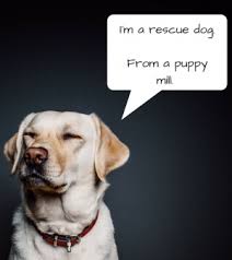 Thousands of dogs and cats across the country are up for adoption and are eagerly waiting for their forever homes and families. A Puppy Mill Cannot Be A Rescue Too Or Can It Pets In Omaha