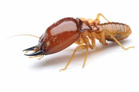 All of our products are available at www.store.doyouro. Can I Do My Own Termite Control Problem Solved Pest Control
